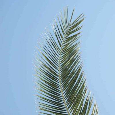 球探下载手机版